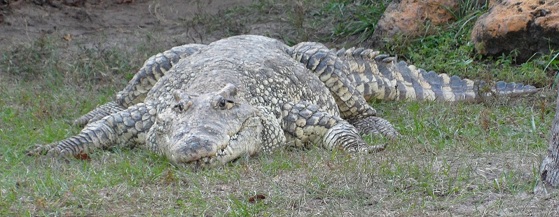 Cuban crocodile (Crocodylus rhombifer)